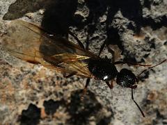 (Aphaenogaster Collared Ant) gyne