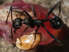 (Sardoa-group Collared Ant) dorsal