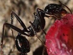 (Sardoa-group Collared Ant) lateral