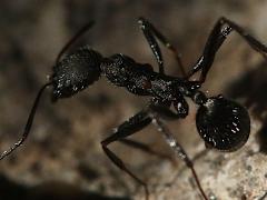 (Sardoa-group Collared Ant) rear