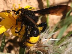 (Hairy Scoliid Wasp) rear