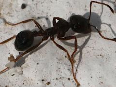 (Messor Harvester Ant) lateral