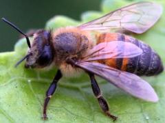 (Africanized Honey Bee) lateral