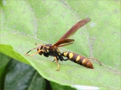 (Weyrauch's Paper Wasp) lateral