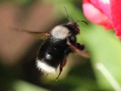 (Mourning Bee) flying