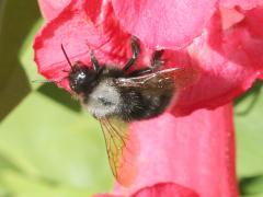 (Mourning Bee) nectaring