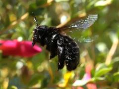 (Xylocopa Carpenter Bee) flight