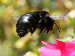 (Xylocopa Carpenter Bee) hovering