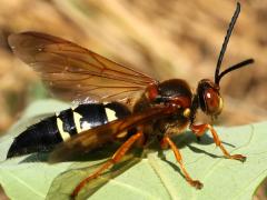 (Eastern Cicada Killer) male