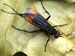 (Spider Wasp) dorsal