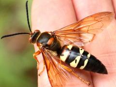 (Eastern Cicada Killer) male finger