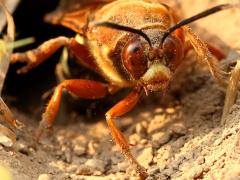 (Eastern Cicada Killer) female burrow