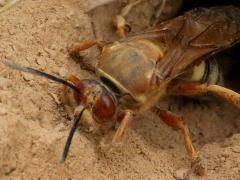 (Eastern Cicada Killer) female excavating