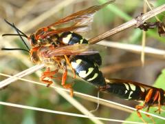 (Eastern Cicada Killer) mating threesome