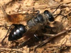 (Digger Wasp) female