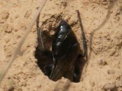 (Digger Wasp) female burrow