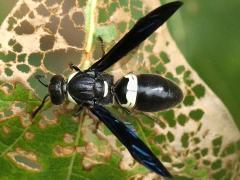 (Four-toothed Mason Wasp) dorsal
