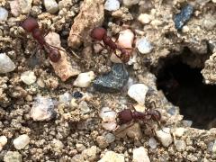 (Western Harvester Ant) workers