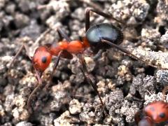 (Allegheny Mound Ant) lateral