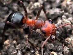 (Allegheny Mound Ant) mandible