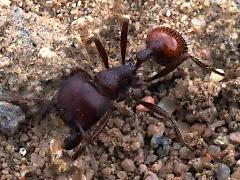 (Rough Harvester Ant) dorsal