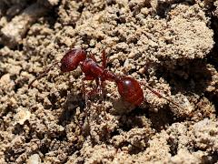 (Western Harvester Ant) dorsal
