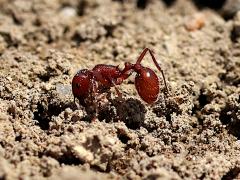 (Western Harvester Ant) lateral