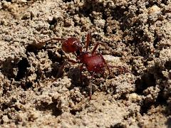 (Western Harvester Ant) mandible