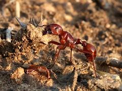 (Red Harvester Ant) lateral