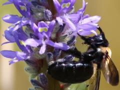 (Pickerelweed) Eastern Carpenter Bee on Pickerelweed