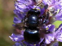 (Southern Carpenter Bee) female dorsal