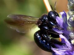 (Southern Carpenter Bee) female ventral