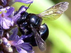 (Southern Carpenter Bee) female wings