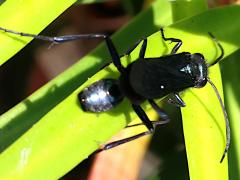 (Common Blue Mud-dauber Wasp) dorsal