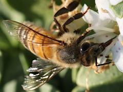(European Honey Bee) frontal