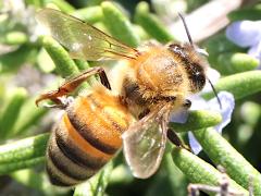 (European Honey Bee) dorsal