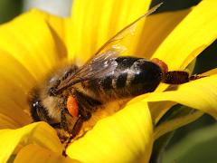 (European Honey Bee) lateral