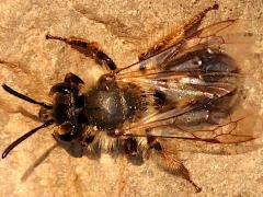 (Andrena Mining Bee) dorsal