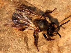 (Andrena Mining Bee) profile