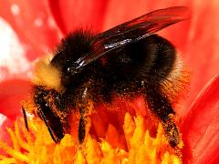 (Western Bumble Bee) lateral