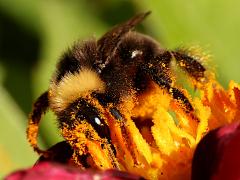 (Western Bumble Bee) nape