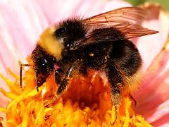 (Western Bumble Bee) profile
