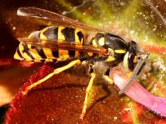 (Alaska Yellowjacket) dorsal