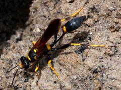(Yellow-legged Mud-dauber Wasp) dorsal