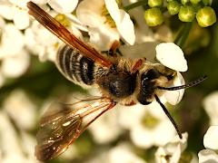 (Prunus Miner Bee) dorsal