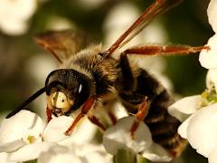 (Prunus Miner Bee) face