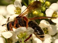 (Prunus Miner Bee) profile