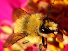 (Yellow-fronted Bumble Bee) face