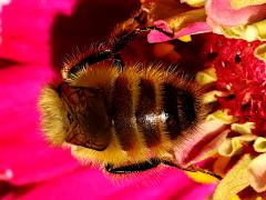 (Yellow-fronted Bumble Bee) rear