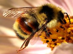 (Vancouver Bumble Bee) vancouverensis dorsal